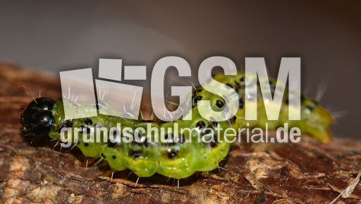 Buchsbaumzünsler (4).jpg